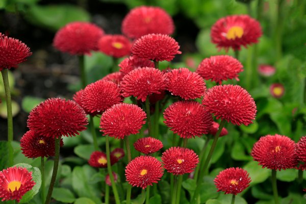 Guide incontournable : aménagez votre jardin urbain idéal pour cultiver des légumes-racines